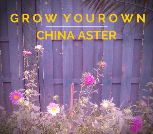 CHINA ASTER FLOWER FLORI 2p