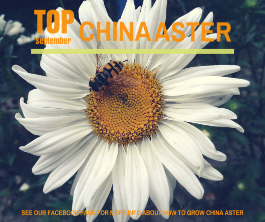 CHINA ASTER flower